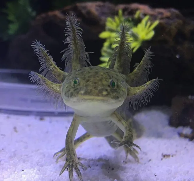 A real axolotl looking directly at the camera in its aquarium