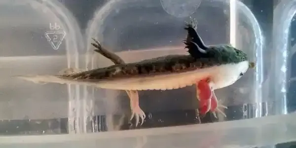 Chimera axolotl with bicoloured body