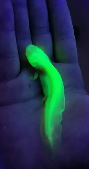 GFP axolotl glowing under UV light