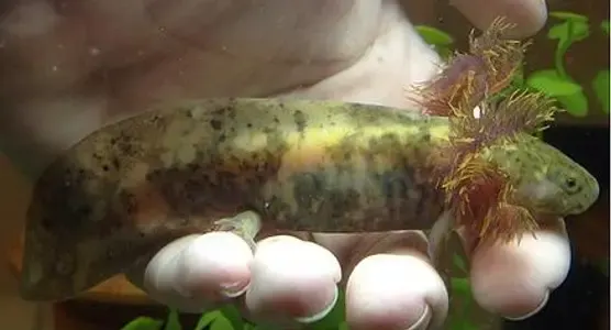 Mosaic axolotl with patchwork colouration