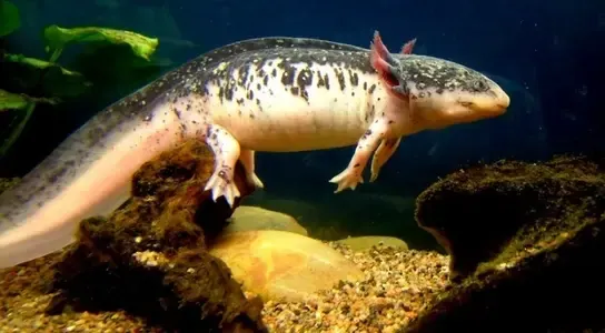 Piebald axolotl