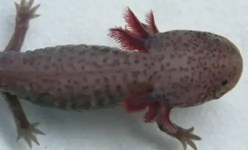 Silver Dalmatian, also known as Lavender, axolotl