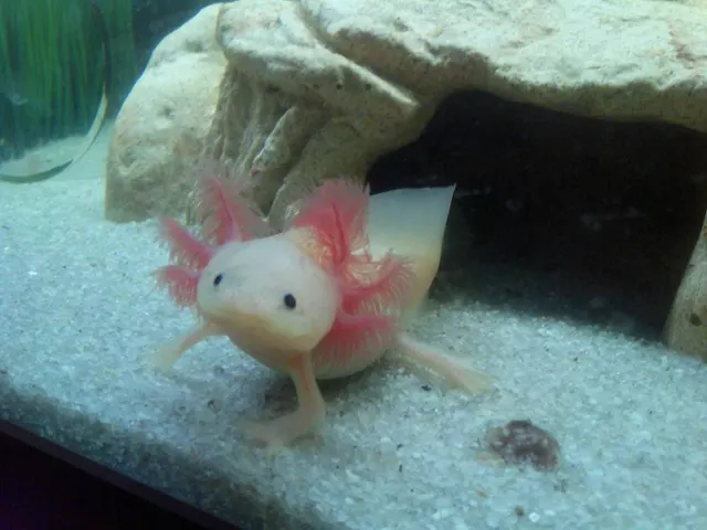 Wild-type axolotl