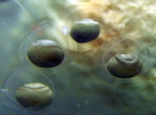 Axolotl egg, day 4