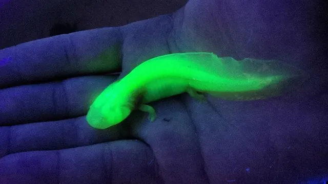 GFP axolotl glowing under blacklight