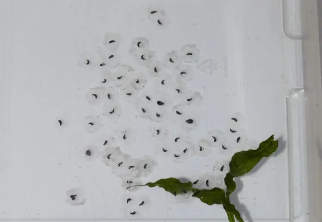 Axolotls evolved for cool, sheltered, plant-rich water — the conditions Xochimilco's restored refugios try to recreate.