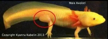Axolotl gender comparison photo