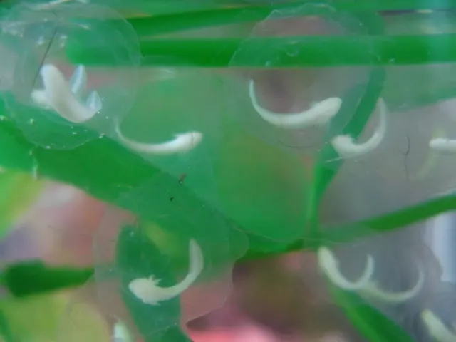 Axolotl egg nearing hatching