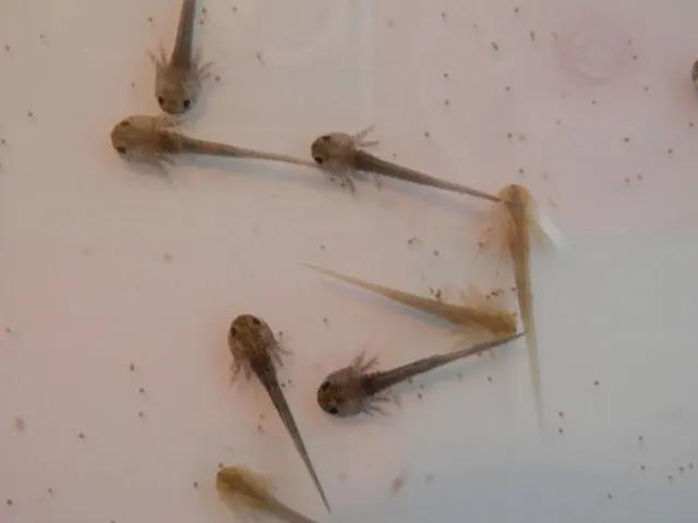 Newly hatched baby axolotls