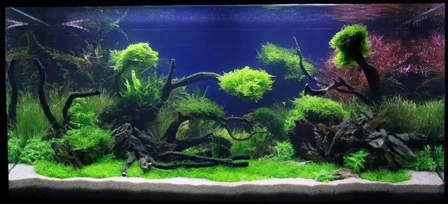 Aquascaped axolotl tank with white sand substrate