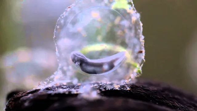 Axolotl egg with visible developing gills
