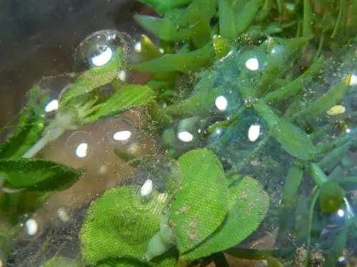 Axolotl egg, comma stage, alternate view