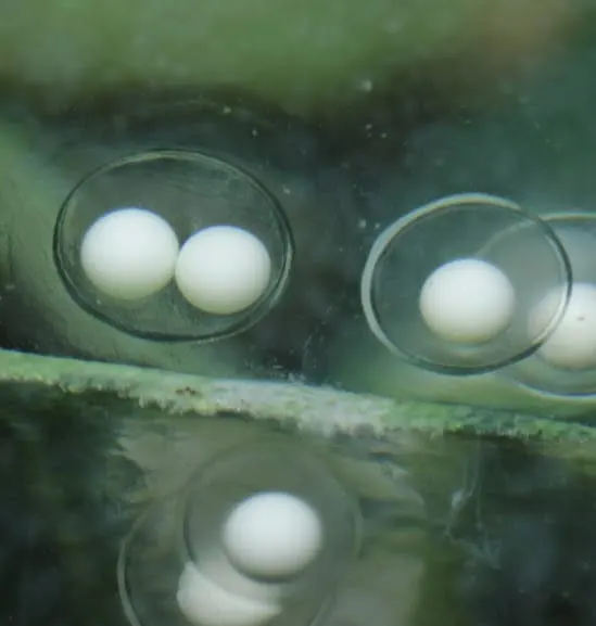 Axolotl eggs, day 1, close-up