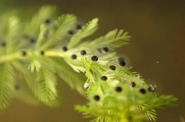 Axolotl eggs, day 1