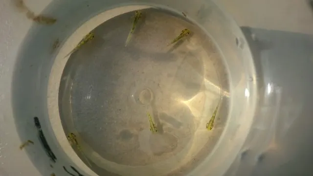 Baby axolotl larva