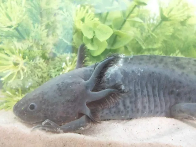Axolotl in tank