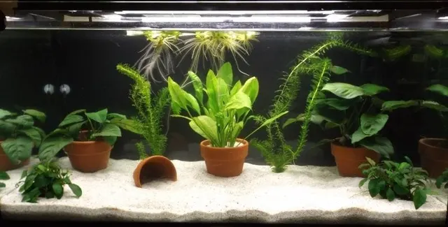 A planted axolotl aquarium