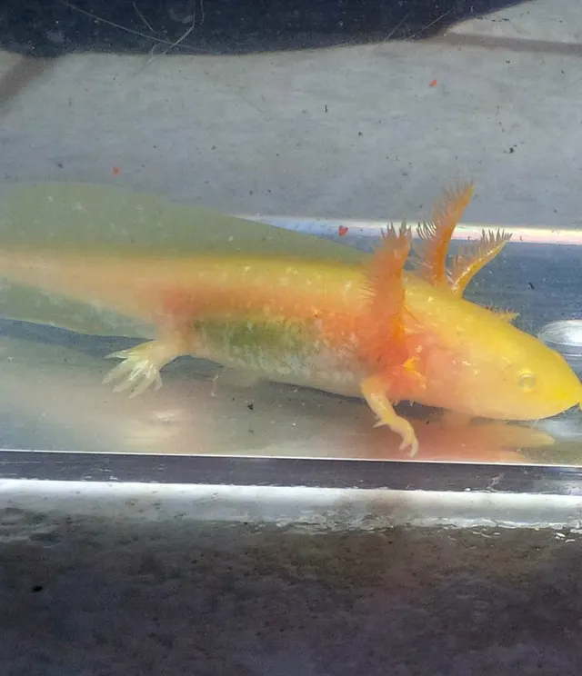GFP Golden Albino Axolotl
