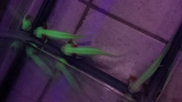 GFP Leucistic Axolotl