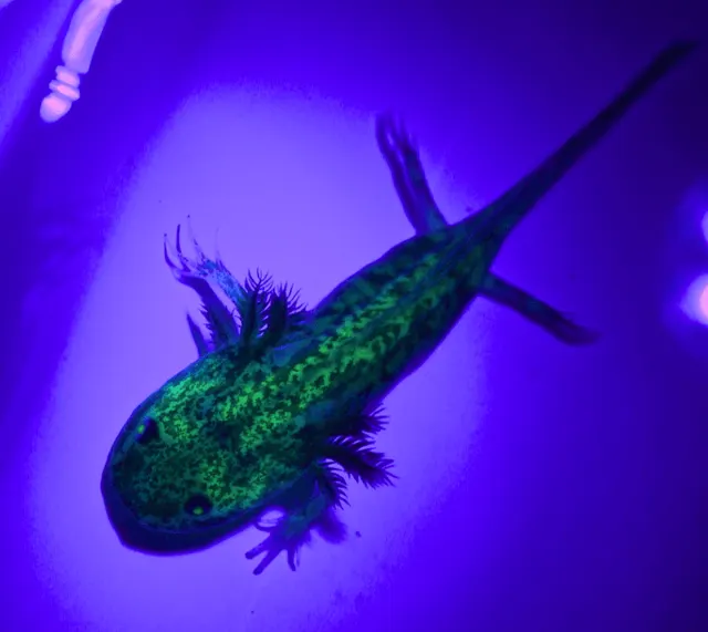GFP Melanoid Axolotl