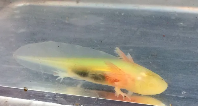 GFP White Albino Axolotl