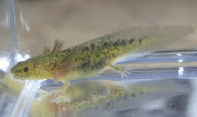 GFP Wild Type Axolotl