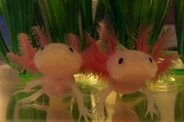 Leucistic Axolotl