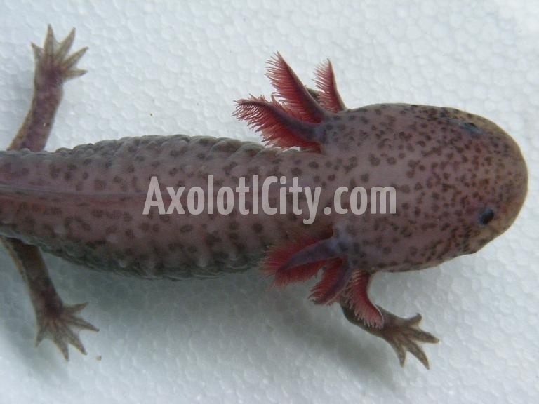 chimera axolotl for sale