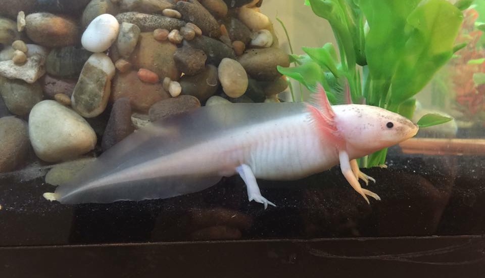 Axolotl City - Axolotls, Mexican Walking Fish, Axolotl Care