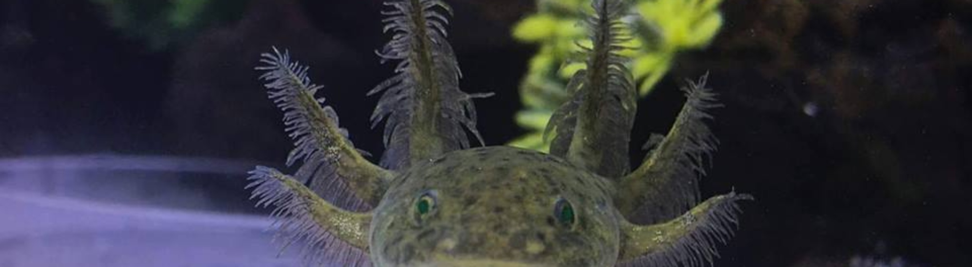 drawing toothless how Axolotls, Mexican Care Axolotl   Fish, City Axolotl Walking