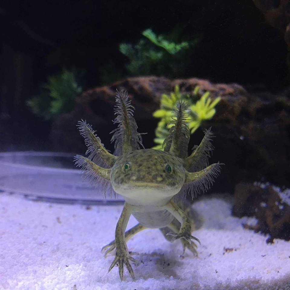 axolotl colors green