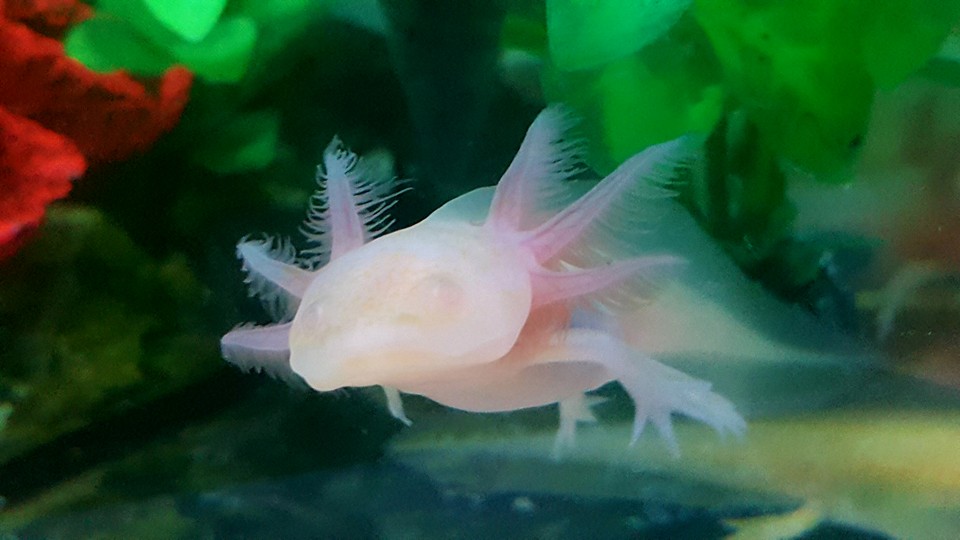 white albino axolotl