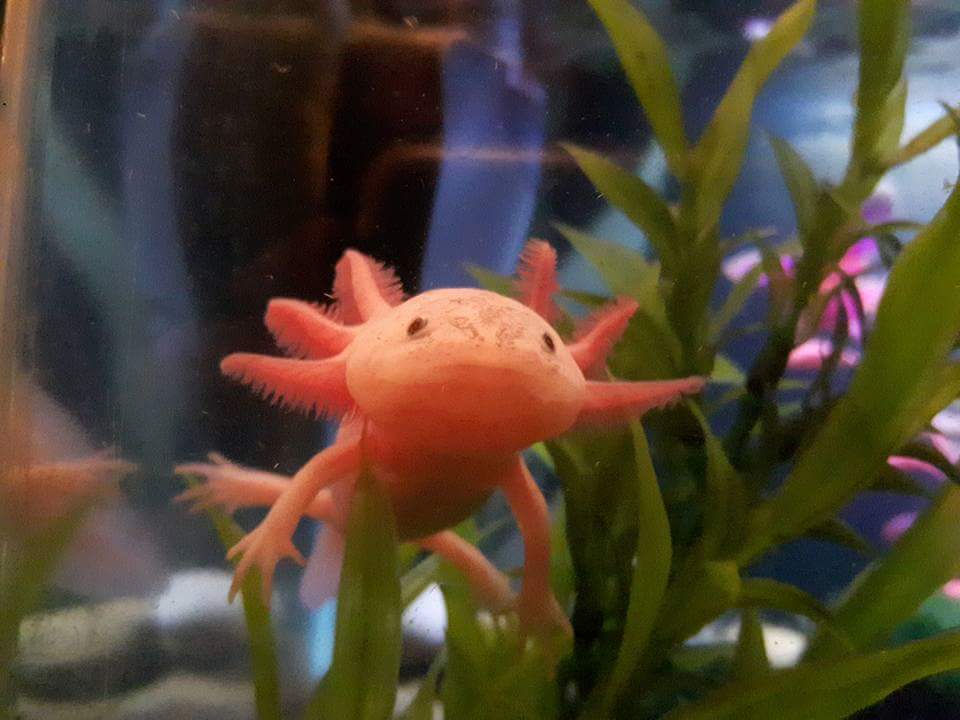 Axolotl City Axolotl Community Resources Axolotl For Sale