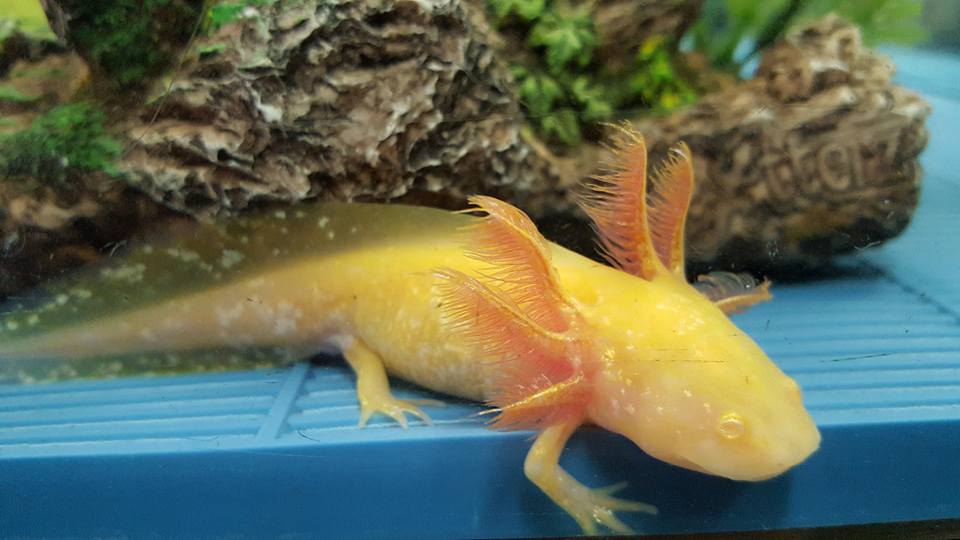 Yellow Axolotl