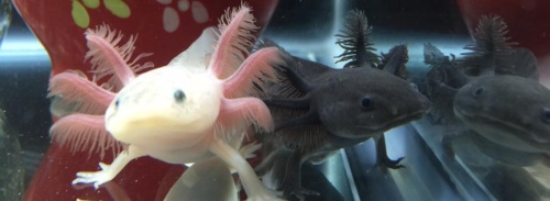 Axolotl City - Axolotls, Mexican Walking Fish, Axolotl Care