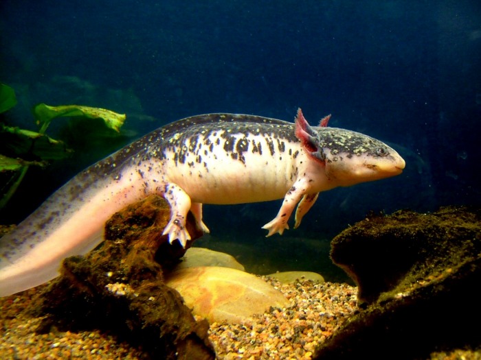 Piebald Axolotl