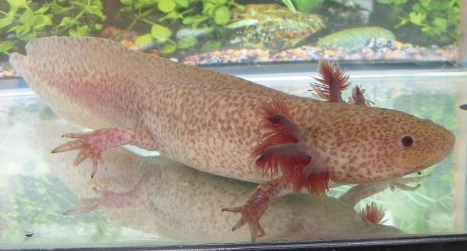 Different Types Of Axolotls