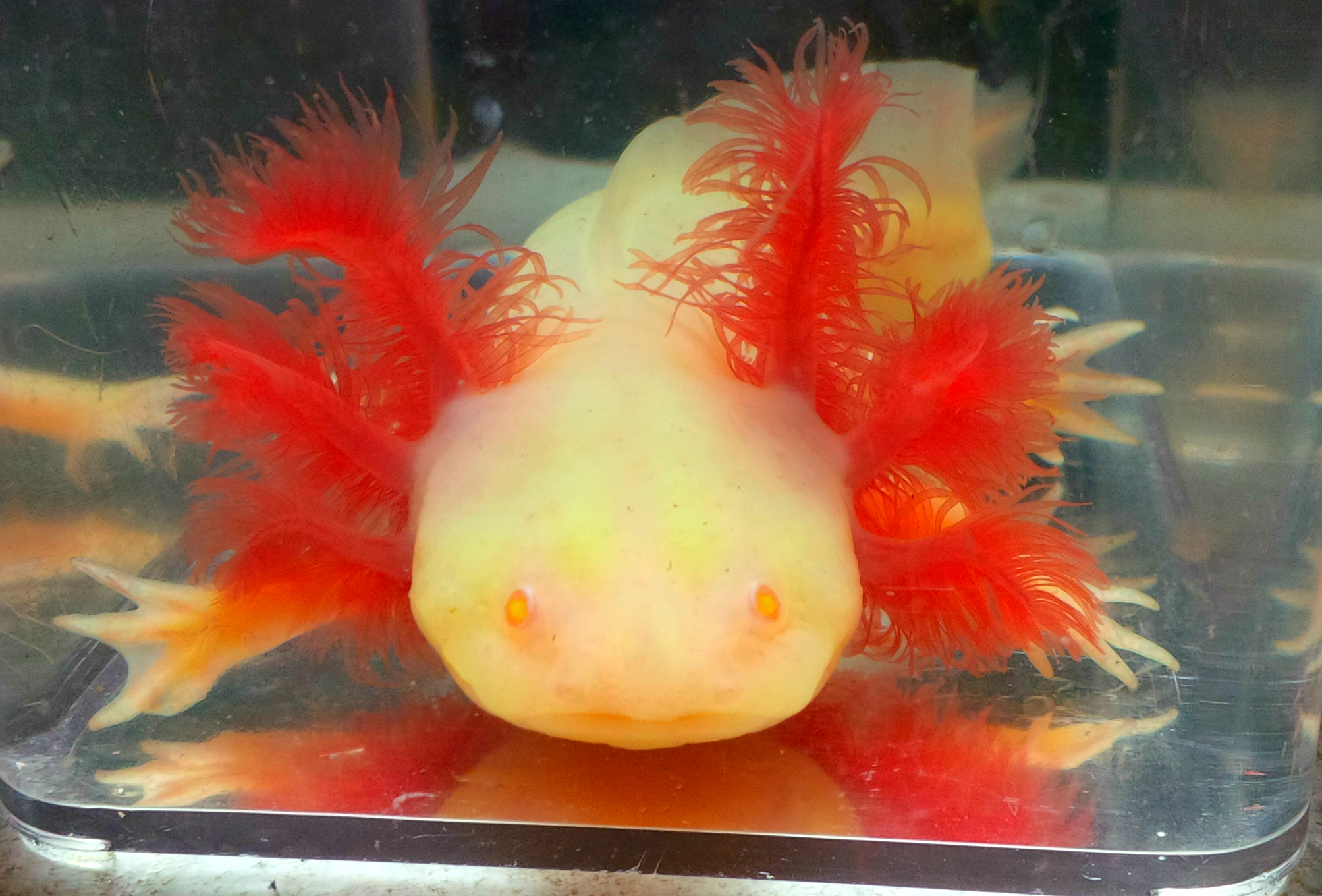 white albino axolotl