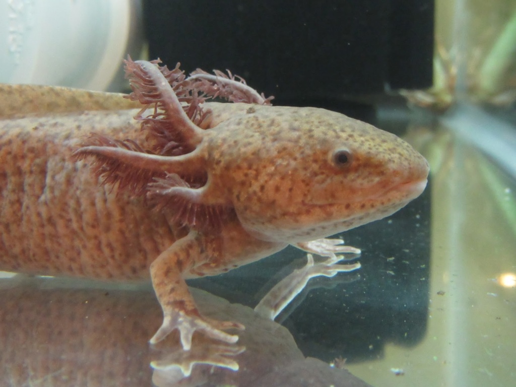 Different Types Of Axolotls - Axolotl Morphs / Colors / Colours