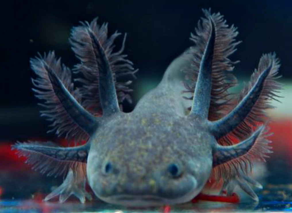 Types of Axolotls