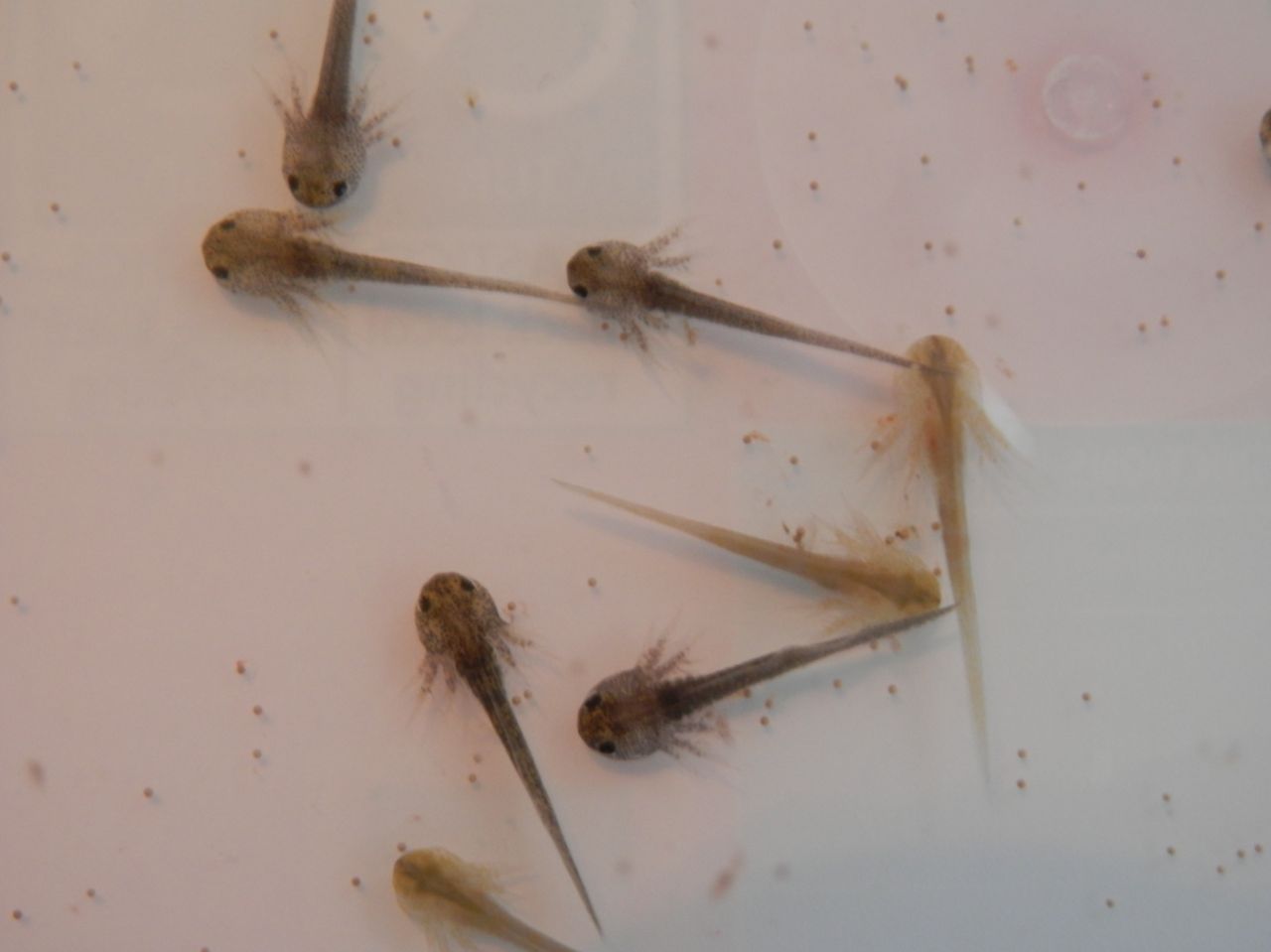 baby-axolotls-5369dcd68512a
