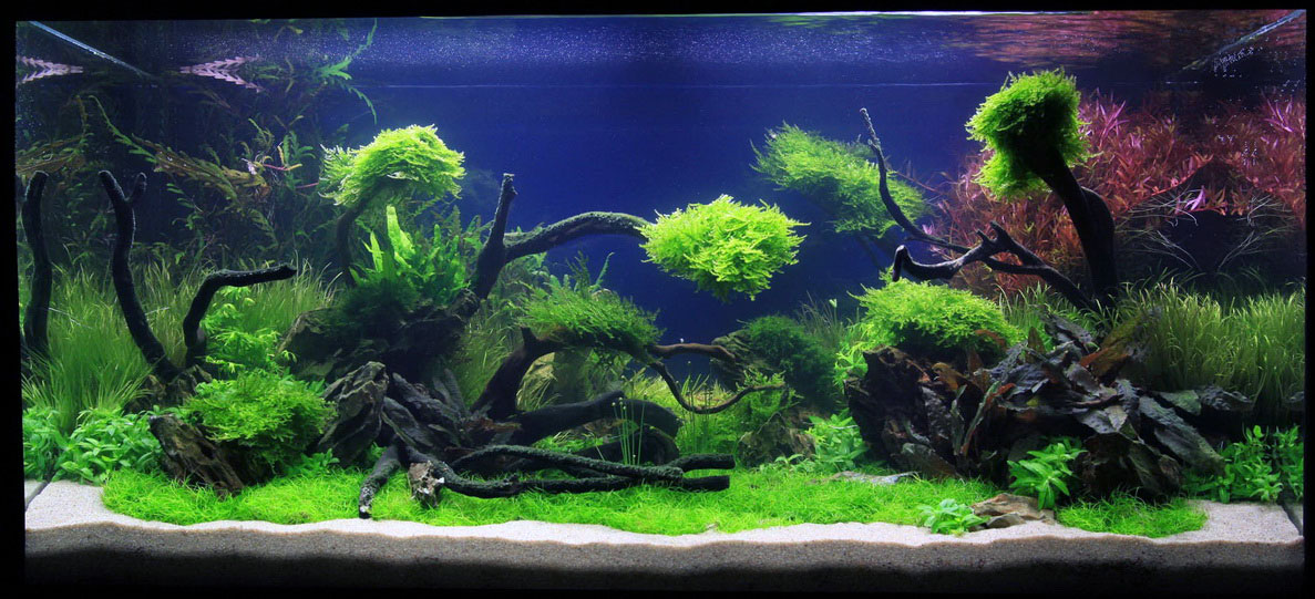 Beautiful Aquascaping Designs In Aquarium White Sand Beach