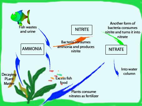 cycling fish tank with fish food