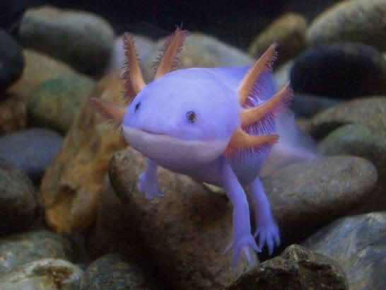 Different Types Of Axolotls - Axolotl Morphs / Colors / Colours