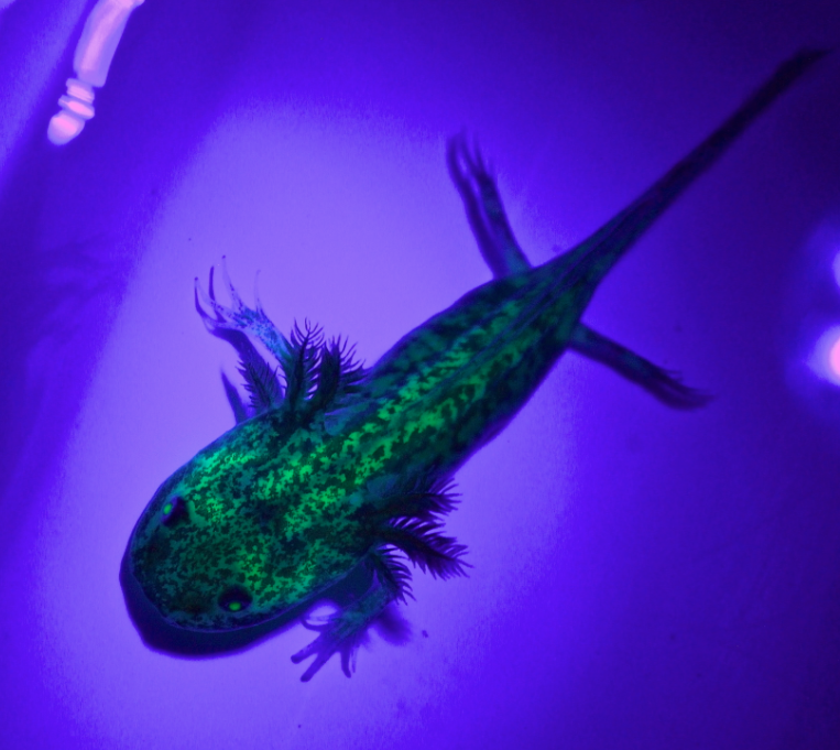 GFP Melanoid Axolotl
$50