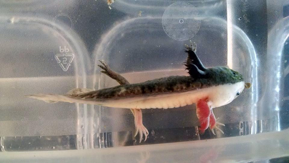 Specialty / Rare Morphs Axolotl
$$$$